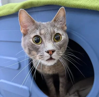 An adult small-sized male Gray / Blue / Silver Domestic Medium Hair cat named Storm for adoption in Sacramento, CA