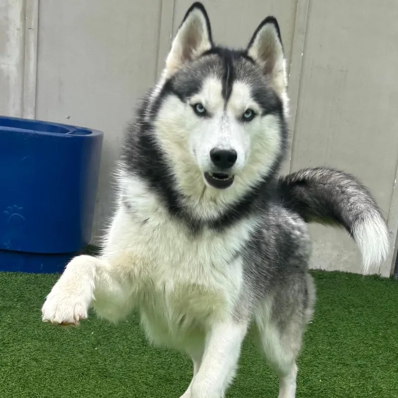 A young medium-sized male Black Husky dog named Happy Hank for adoption in LOXAHATCHEE, FL
