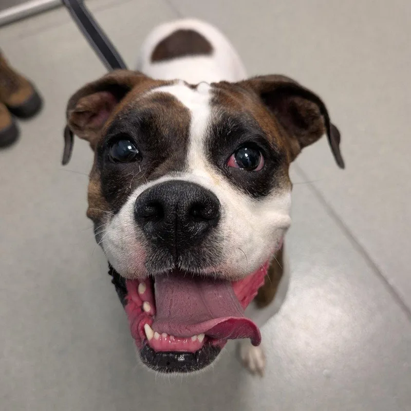 An adult large-sized female Boxer dog named Wilma for adoption in New Castle, DE
