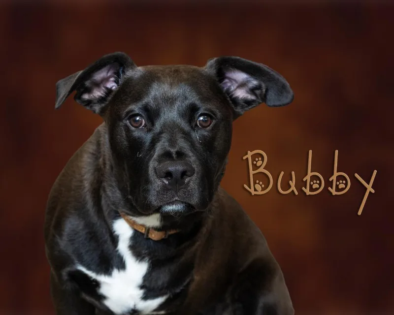A young medium-sized male Black Pit Bull Terrier dog named Bubby for adoption in Somerset, PA