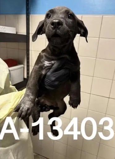 A baby medium-sized male Black Labrador Retriever dog named Josh for adoption in Estes Park, CO