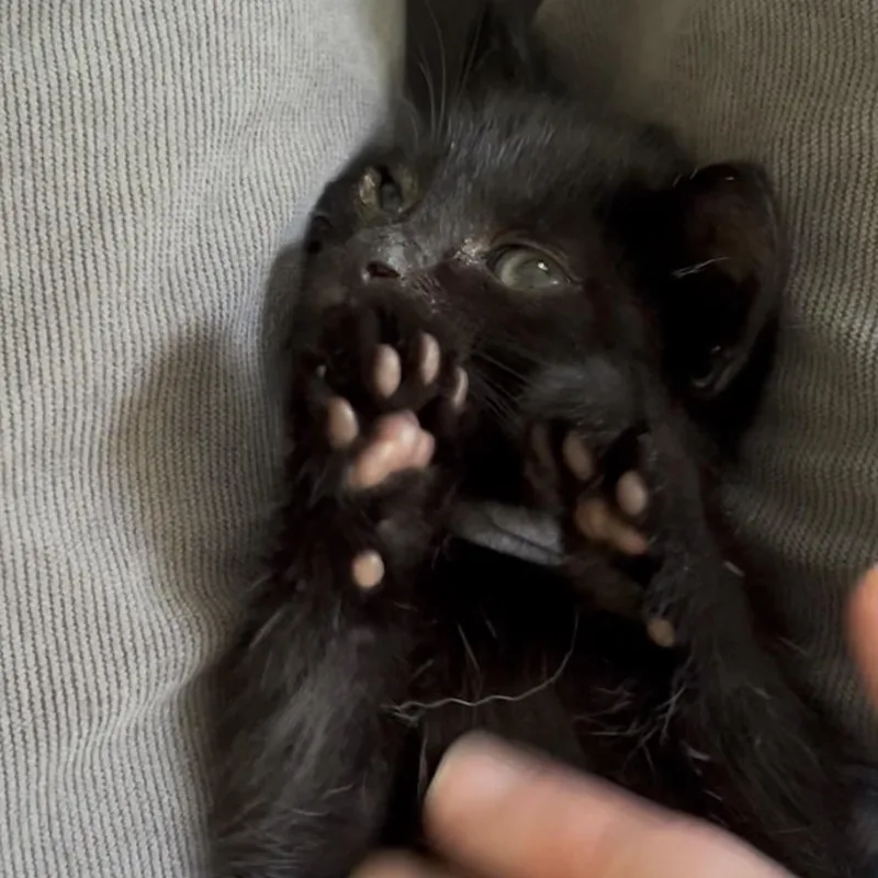 A baby small-sized male Black Domestic Short Hair cat named Gonzo for adoption in Grand Rapids, MI