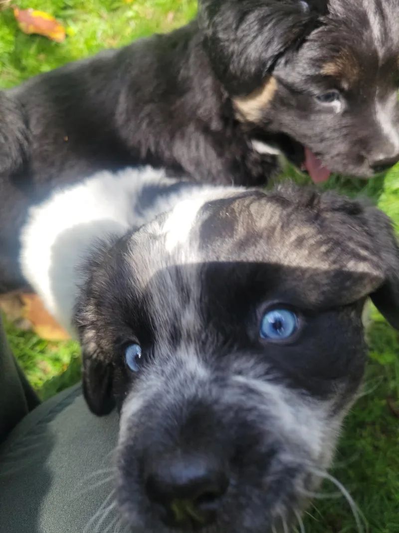 A young large-sized male Black Australian Shepherd dog named Chandler for adoption in Cincinnati, OH