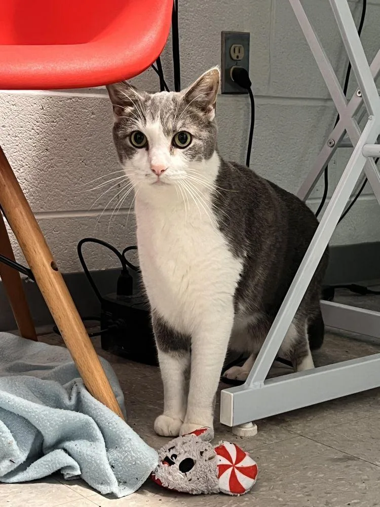 An adult small-sized male Gray / Blue / Silver Domestic Short Hair cat named Beau for adoption in Alexandria, VA