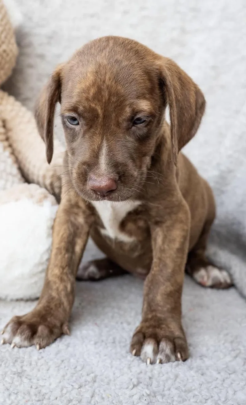 A baby medium-sized male Brown / Chocolate Chocolate Labrador Retriever dog named Alex for adoption in Seale, AL