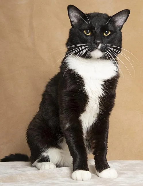 An adult large-sized male Black & White / Tuxedo Tuxedo cat named Whiskey for adoption in Chicago, IL