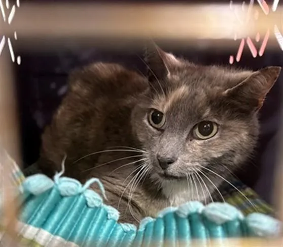 A young large-sized female Domestic Short Hair cat named Butterfly Starburst for adoption in Louisville, KY