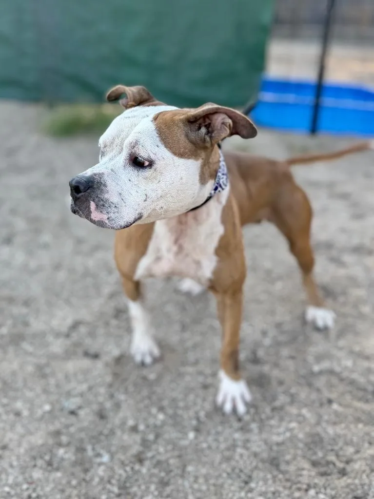 Bonnie