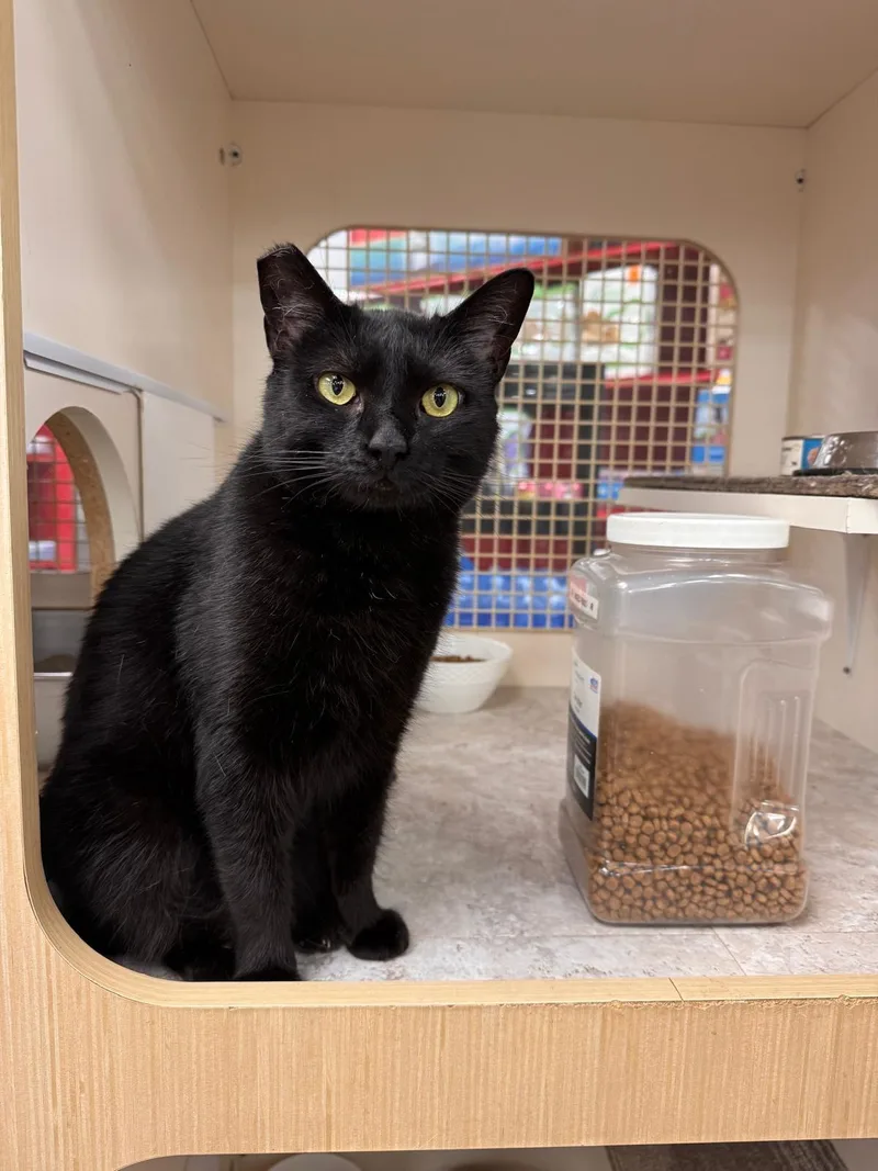 An adult medium-sized female Black Domestic Short Hair cat named Raven for adoption in Westminster, CA