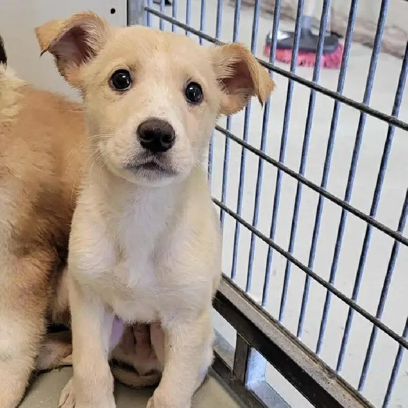 A baby small-sized male White / Cream Mixed Breed dog named Baymax for adoption in Buffalo, MN