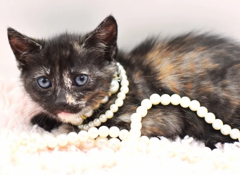 A baby medium-sized female Tortoiseshell cat named Cayenne for adoption in Mobile, AL