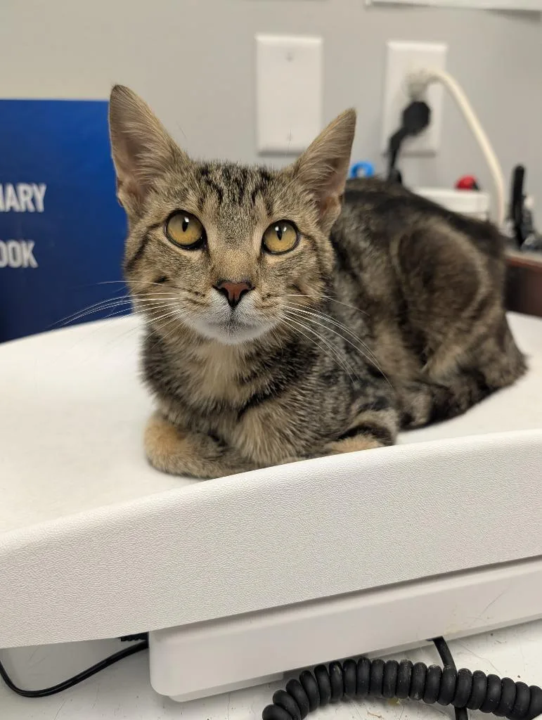 An adult small-sized male Domestic Short Hair cat named Handsome Henry for adoption in Angola, IN
