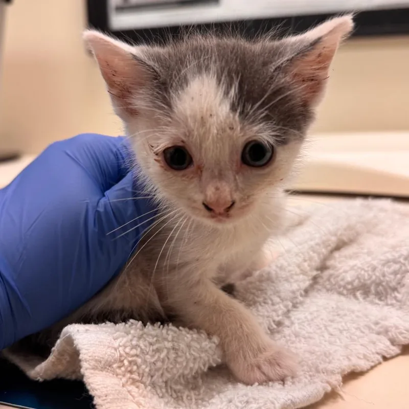 A baby small-sized female Gray / Blue / Silver Domestic Short Hair cat named Dasani for adoption in Lynchburg, VA