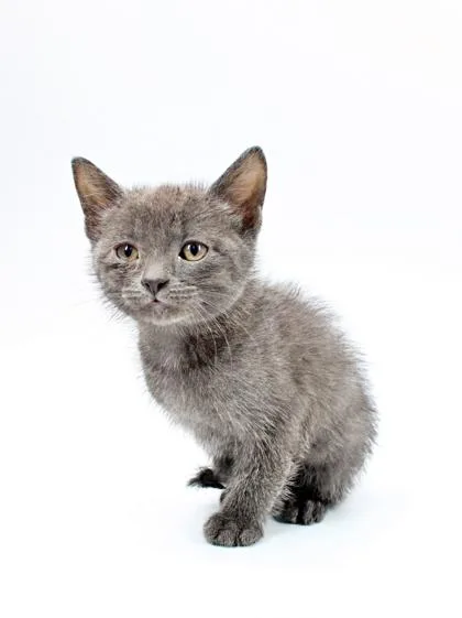 A baby small-sized male Domestic Medium Hair cat named Monty for adoption in Morton Grove, IL