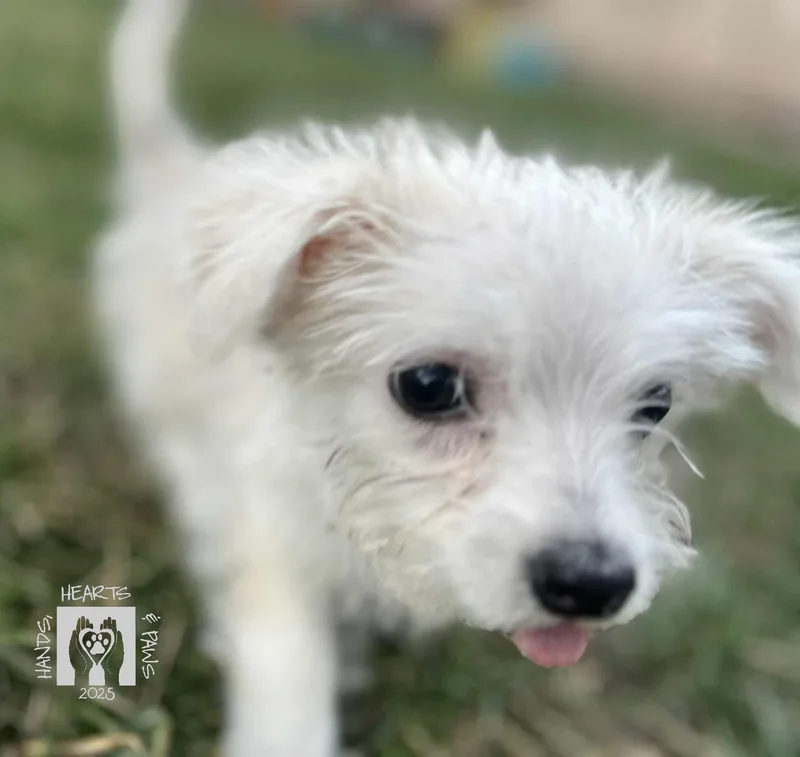 Funicello thumbnail 2