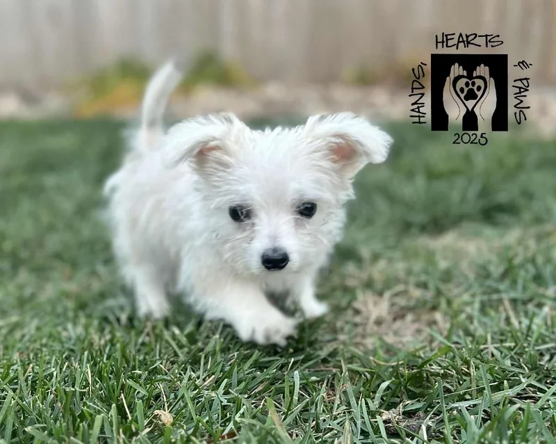 Funicello thumbnail 3