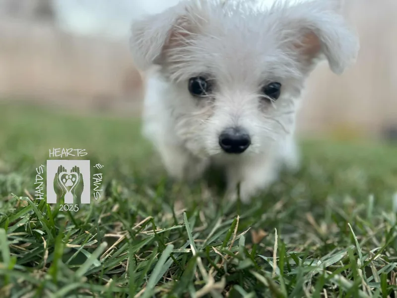 Funicello thumbnail 4