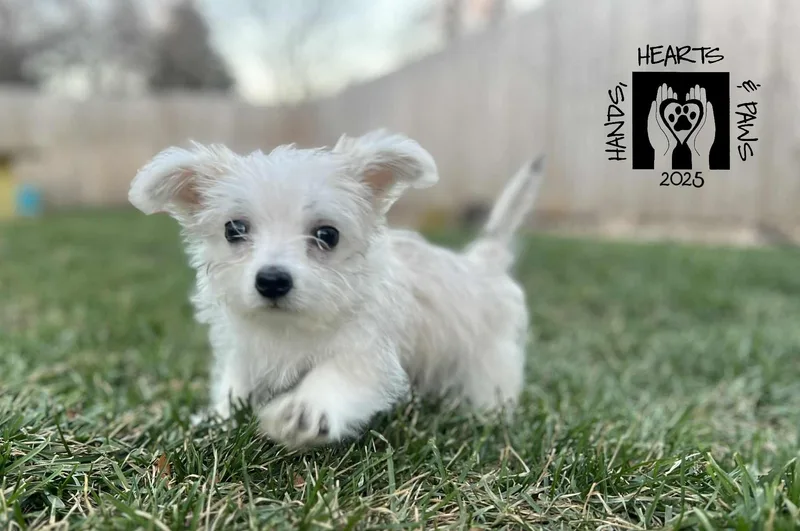 Funicello thumbnail 5