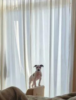 A baby medium-sized female White / Cream Mixed Breed dog named Dot for adoption in Schaumburg, IL
