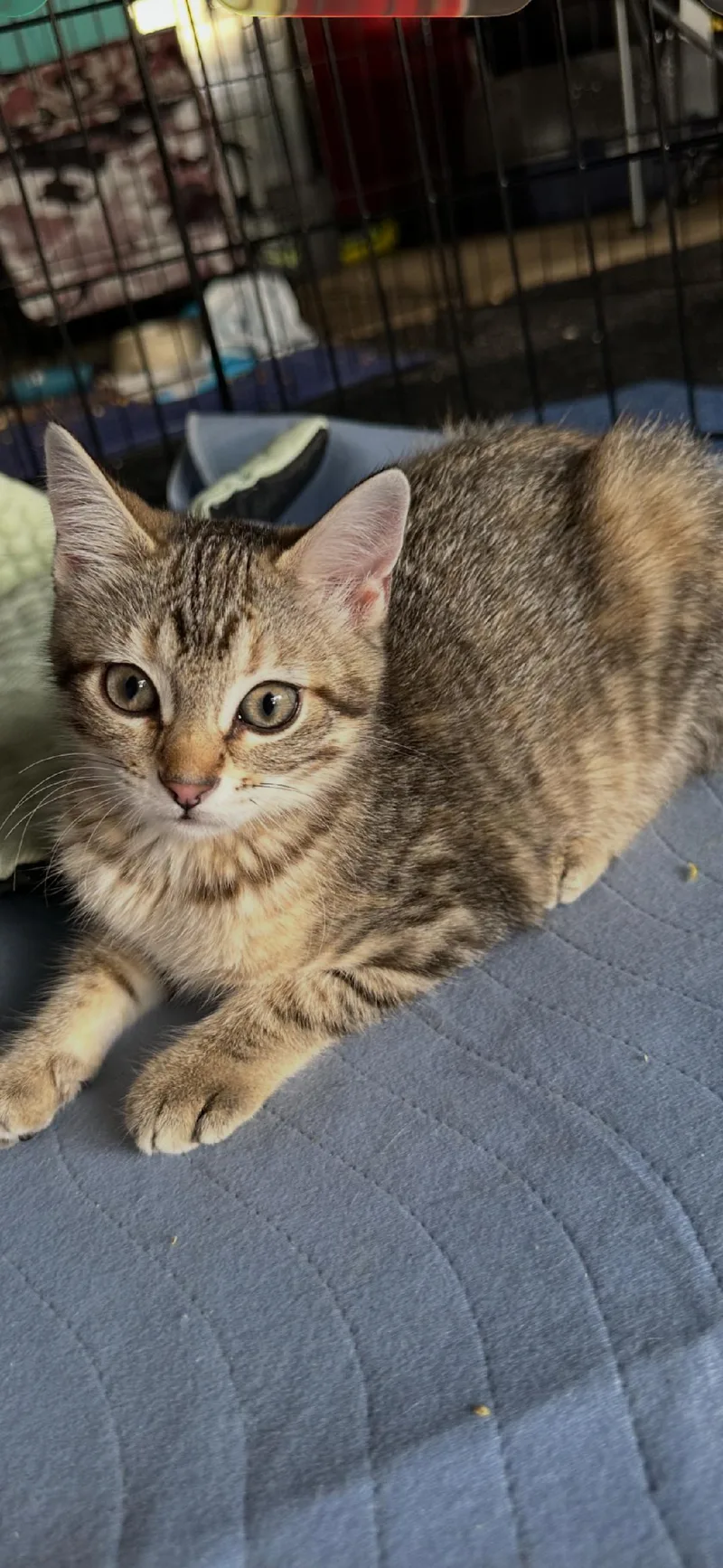 A baby medium-sized female Tabby (Brown / Chocolate) Domestic Short Hair cat named Tigger for adoption in Mokena, IL