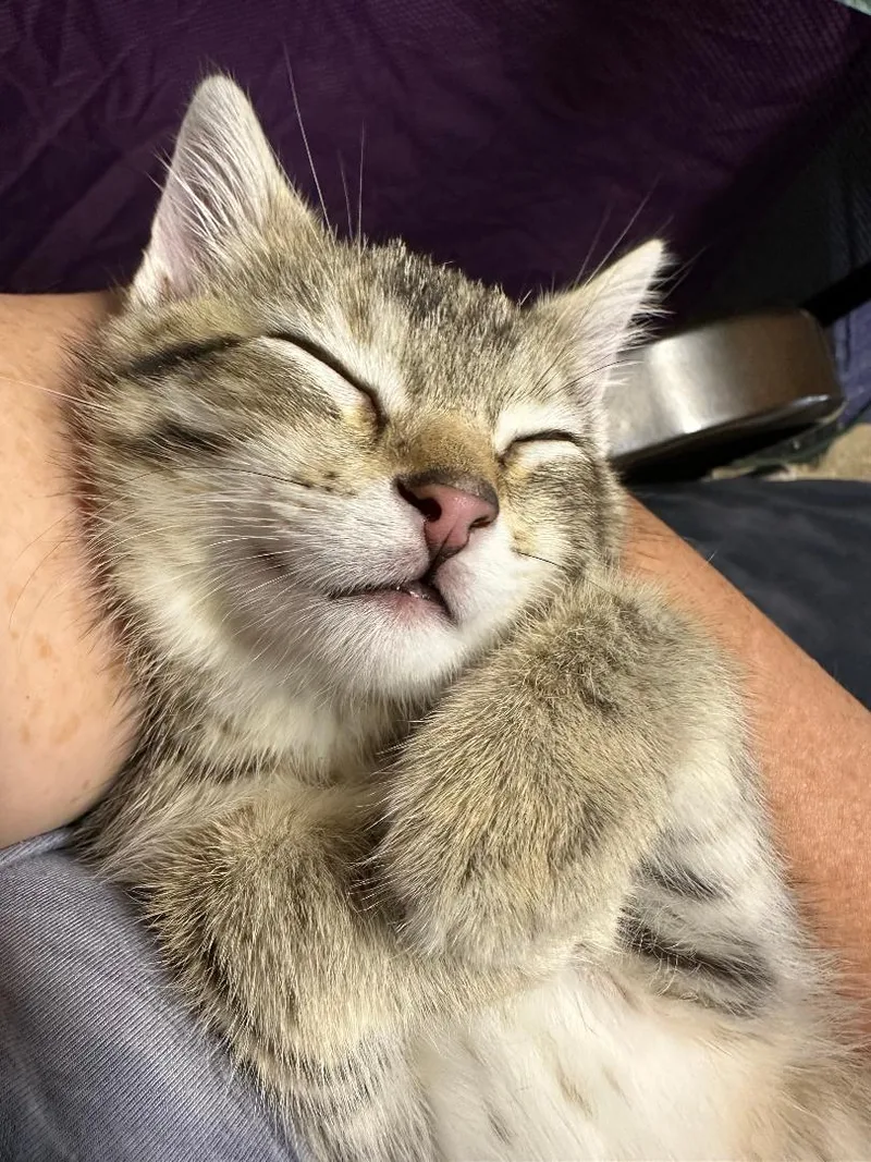 Tigger thumbnail 2