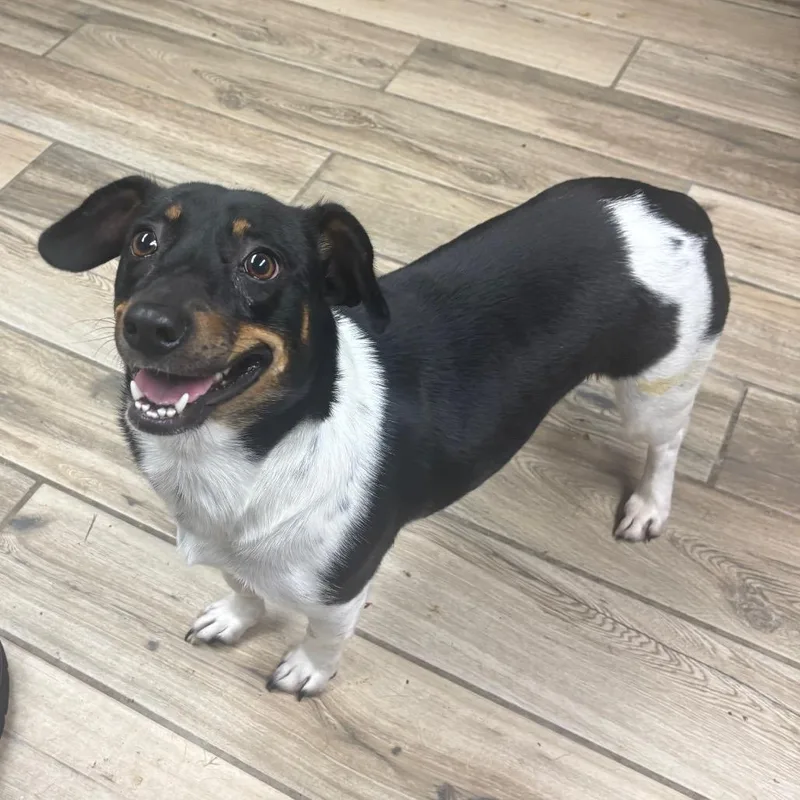 A young small-sized female Black Mixed Breed dog named Kasey for adoption in Henderson, KY