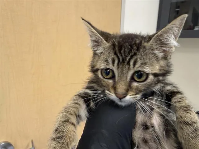A baby small-sized male Domestic Short Hair cat named Taquito for adoption in Auburn, CA