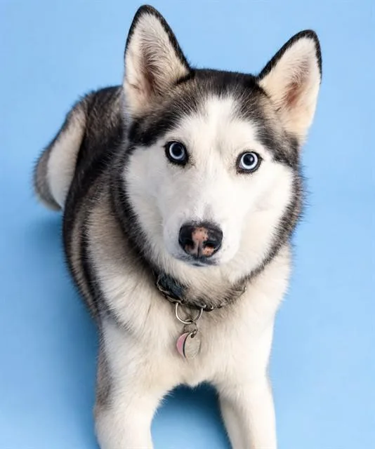 An adult large-sized female Siberian Husky dog named Roxy for adoption in Westminster, MD