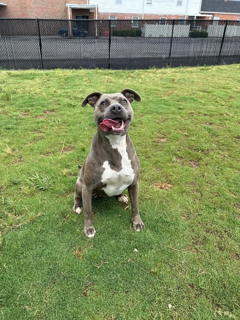 Koda