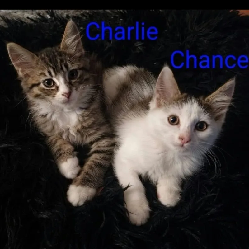Charlie and Chance