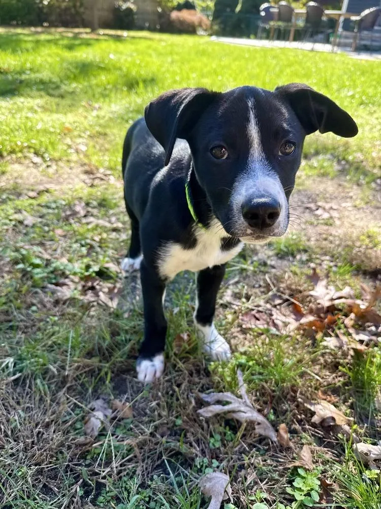 A baby large-sized female Tricolor (Brown, Black, & White) Labrador Retriever dog named Pookie for adoption in Greenlawn, NY