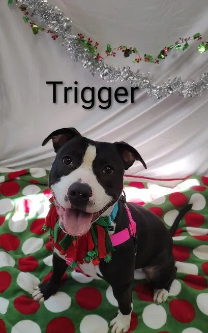 Trigger thumbnail 3