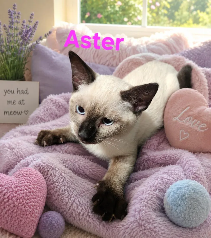 A baby small-sized female Buff / Tan / Fawn Siamese cat named Aster for adoption in Dallas, TX