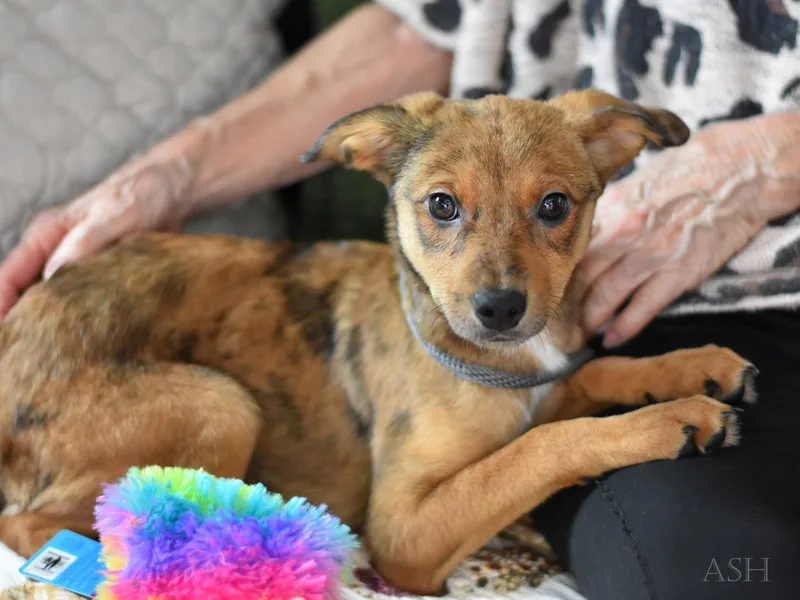 A baby small-sized female Terrier dog named Ash for adoption in Montgomery, TX