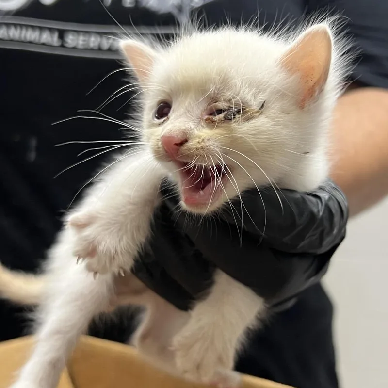 A baby small-sized male White Domestic Short Hair cat named Tofu for adoption in Lufkin, TX