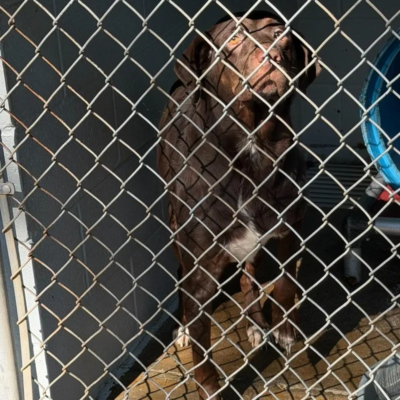 An adult large-sized female Chocolate Labrador Retriever dog named Coco for adoption in Elizabethtown, NC