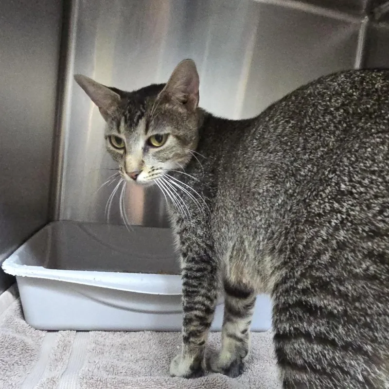 An adult medium-sized female Brown / Chocolate Domestic Short Hair cat named Pawsby for adoption in Yanceyville, NC