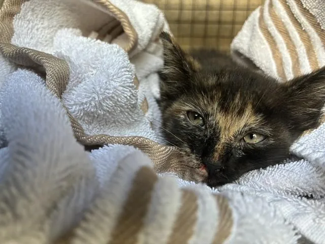 A baby small-sized female Domestic Short Hair cat named Betty Jo for adoption in Louisville, KY