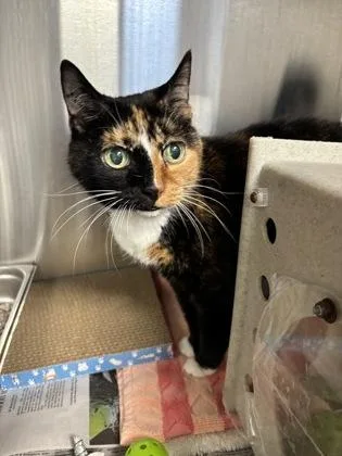 An adult medium-sized female Domestic Short Hair cat named Patches for adoption in Fairfax, VA