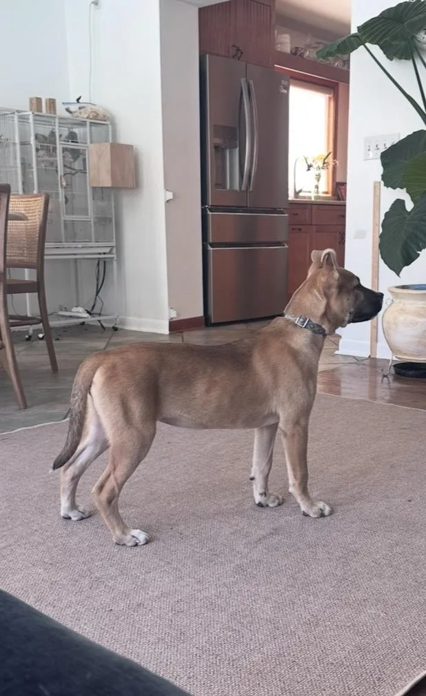 A baby medium-sized female Yellow / Tan / Blond / Fawn Boxer dog named Rainbow for adoption in Wonder Lake, IL