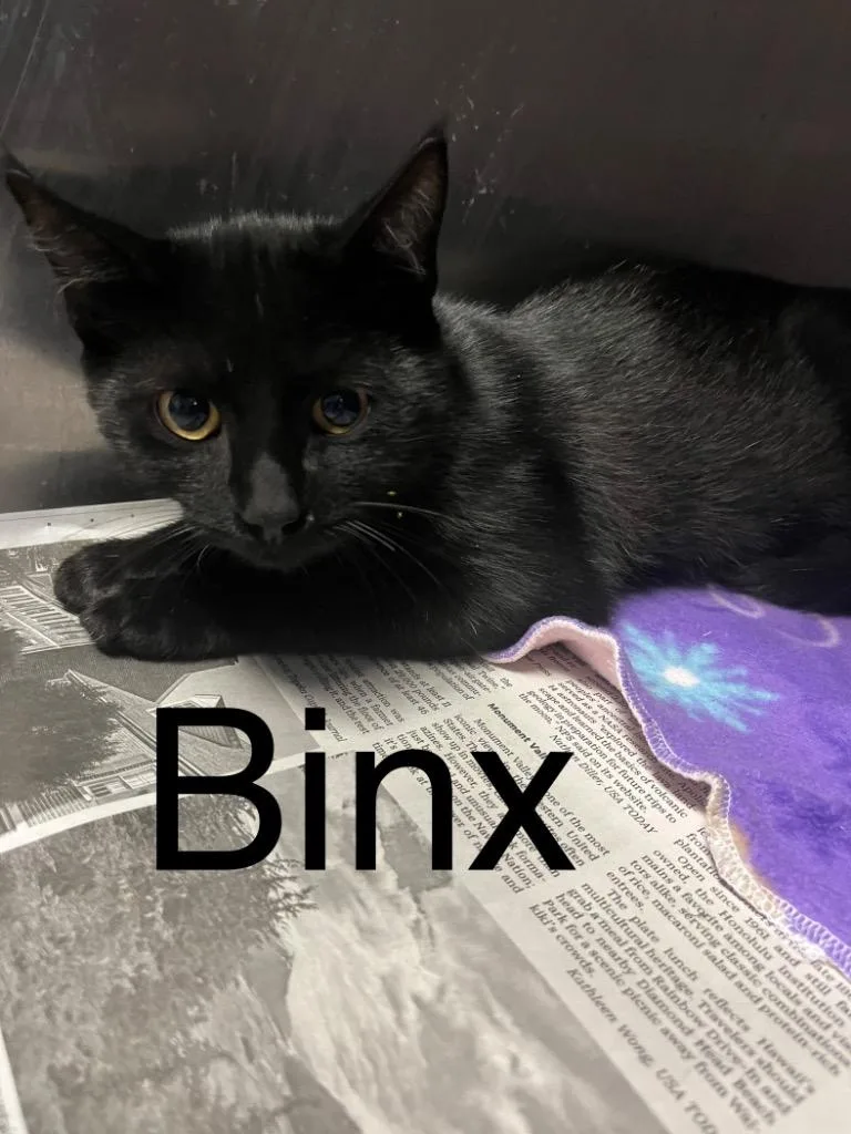 A baby small-sized male Domestic Short Hair cat named Binx for adoption in Princeton, IN