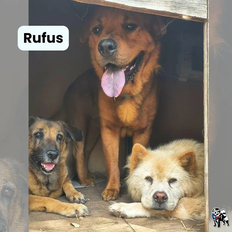 An adult large-sized male Chow Chow dog named Rufus for adoption in Houston, TX