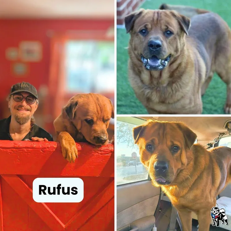 Rufus thumbnail 2