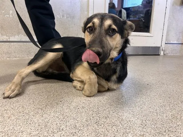 A young small-sized male Shepherd dog named Bobbie Brady for adoption in Riverside, CA