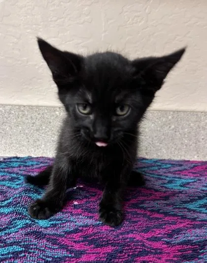 A young small-sized male Domestic Short Hair cat named Bowie for adoption in Phoenix, AZ