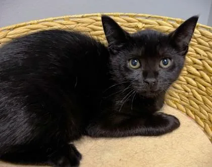 A baby small-sized male Domestic Short Hair cat named Baron von Biscuits for adoption in Cumming, GA