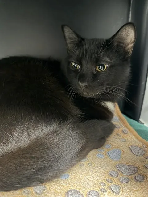 A young medium-sized male Domestic Short Hair cat named Nyx for adoption in Ontario, CA