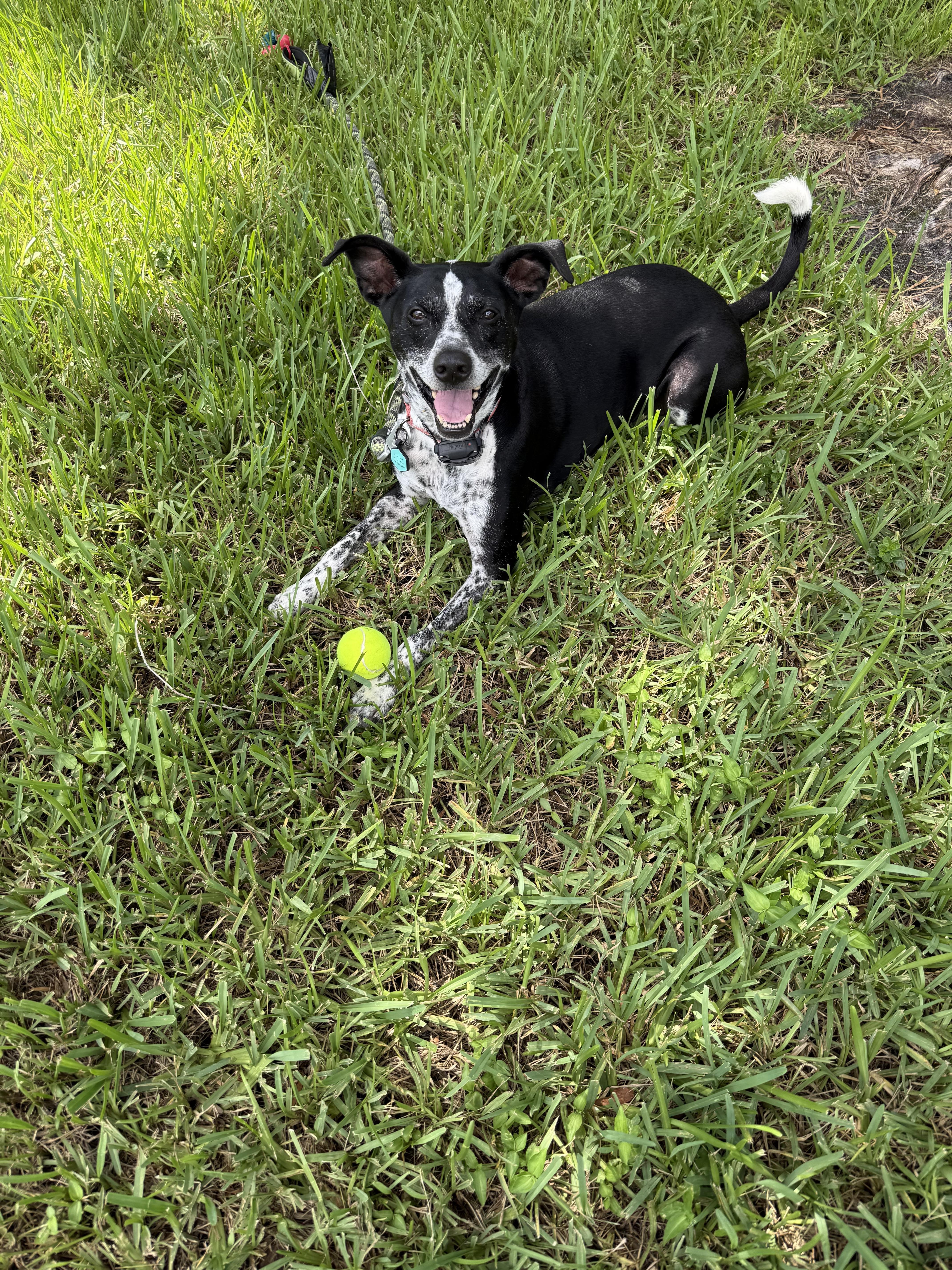 An adult medium-sized male Australian Cattle Dog / Blue Heeler dog named Colt for adoption in Bonita Springs, FL