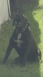 An adult large-sized female Mixed Breed dog named Venezia for adoption in Dallas, TX