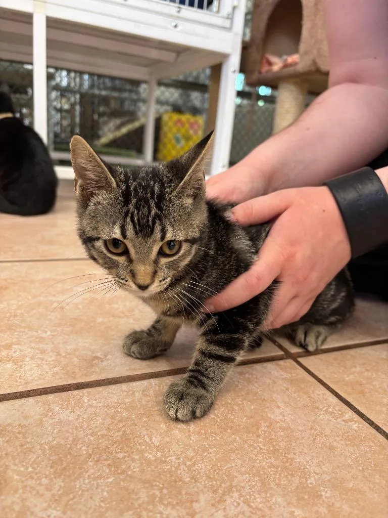 A baby medium-sized male Domestic Short Hair cat named Nico for adoption in Peoria, AZ